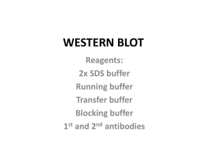 western blot - IISME Community Site