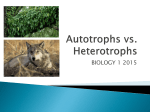 Autotrophs vs Heterotrophs PPT