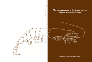 The eco-geography of the brown shrimp Crangon crangon in Europe