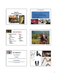 Parts of insects The Integument Cuticle Exoskeleton