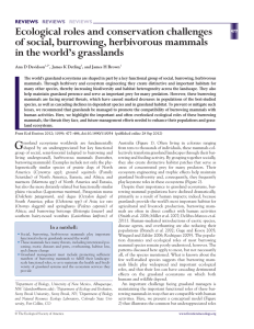 Ecological roles and conservation challenges of social, burrowing