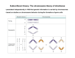 Sutton-Boveri theory: The chromosome theory of inheritance