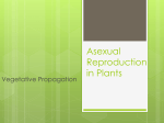 Asexual Reproduction in Plants