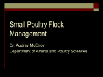 Small Poultry Flock Management