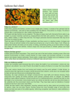 Lichens fact sheet