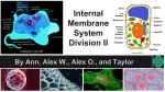 Internal Membrane System Division II By Ann, Alex W., Alex O., and