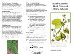 Invasive Species: Garlic Mustard Alliaria petiolata