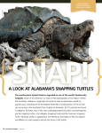 A lOOk At AlAbAmA`S SNAPPING turtlES