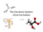 The Excretory System: Urine Formation