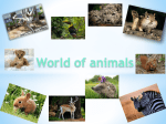 9999_animals