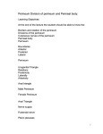 Divisions of the perineum