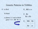 Genetic Patterns in Tribbles