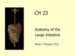 CH23_Anatomy_of_the_Large_Intestine