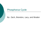 Phosphorus Cycle