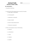 Animal Cells (Human Cheek Cells)