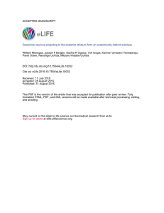 Dopamine neurons projecting to the posterior striatum form an