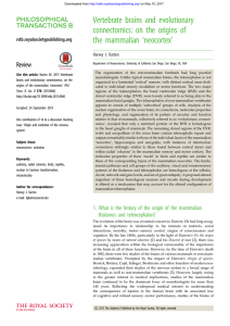 Vertebrate brains and evolutionary connectomics: on the origins of