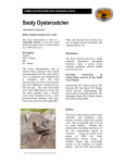 Sooty Oystercatcher fact sheet