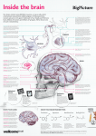 Inside the brain