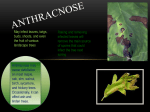 ANTHRACNOSE