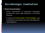 Microbiologic Examination