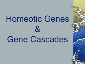 Homeotic Genes