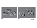 Essential Cell Biology