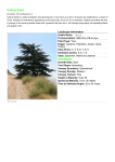 Cedrus libani (Cedar of Lebanon ) Size/Shape