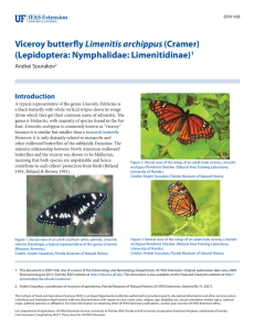 Viceroy butterfly Limenitis archippus - EDIS