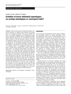 Evolution of insect abdominal appendages: are