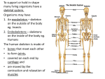 Skeletal System - funtastic physics