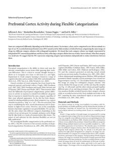 Prefrontal Cortex Activity during Flexible Categorization