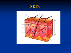 SKIN - BEHS Science