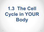 1.3 The Cell Cycle in YOUR Body