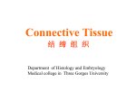 What is connective tissue?
