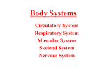 The Circulatory System