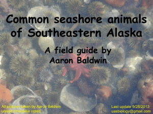 Common seashore animals of Southeastern Alaska
