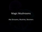 Magic mushrooms (L)