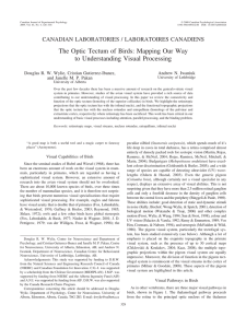 The Optic Tectum of Birds - Department of Psychology