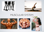 muscular system - Norwell Public Schools