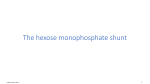 9-Hexose_monophosphate_shunt