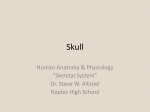 Skull - Dr. Steve W. Altstiel