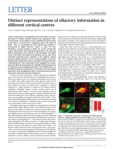 Distinct representations of olfactory information in different cortical