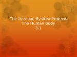 The Immune System Protects The Human Body