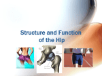 Structure and Function of the Hip