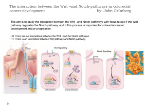 The interaction between the Wnt –and Notch-pathways in