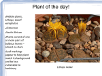 Phenotype to genotype (Top down)