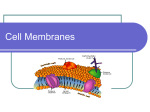 Cell Membranes