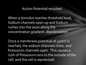 Action Potential revisited When a stimulus reaches threshold level