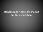 Standard and Additional Imaging for Testes